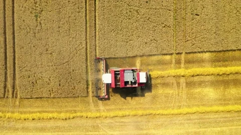 Harvest of wheat field. Stock Footage 159434331