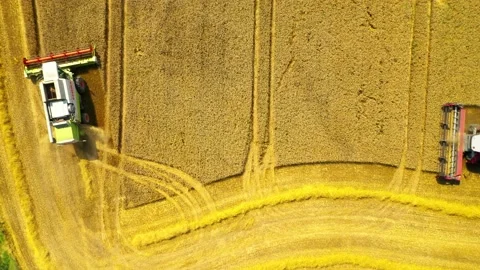 Harvest of wheat field. Stock Footage 159435453