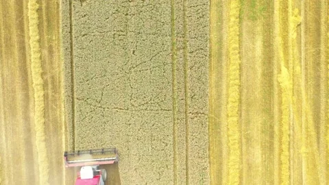 Harvest of wheat field. Stock Footage 159435567