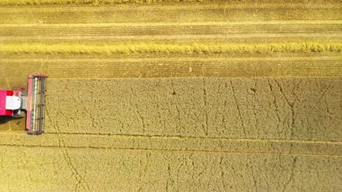 Harvest of wheat field. Stock Footage 159436931