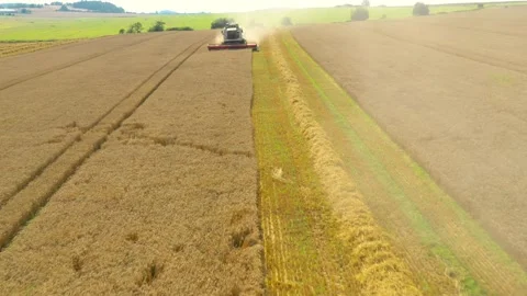 Harvest of wheat field. Stock Footage 159437892