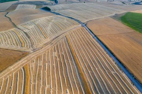 Harvest of wheat fields in August summer Stock Photos