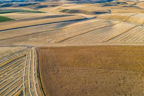 Harvest of wheat fields in August summer Stock Photos