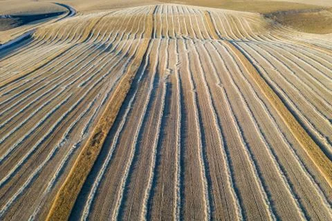 Harvest of wheat fields in August summer Stock Photos