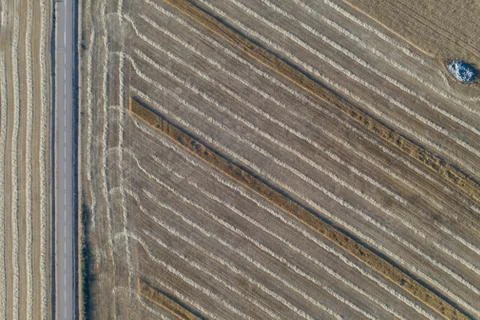 Harvest of wheat fields in August summer Stock Photos