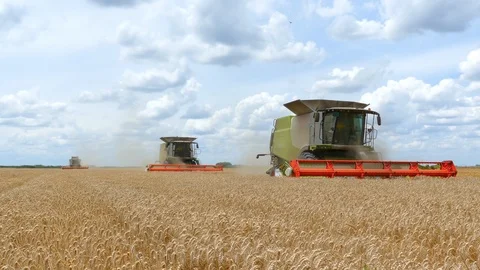 Harvest Wheat 스톡 동영상 95169745