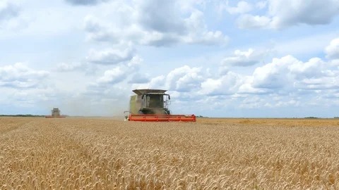 Harvest Wheat Stock Footage 95170010