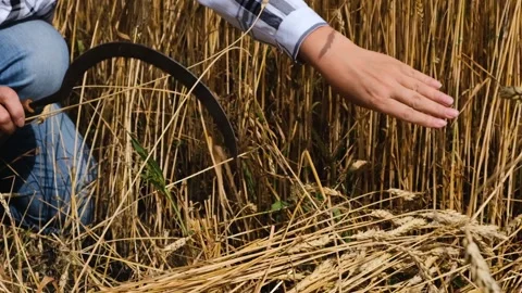 The harvest of wheat. Stock Footage 138386205