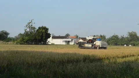 Harvest wheat Video stock 183475897