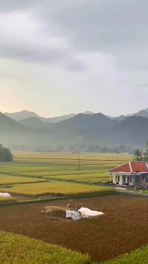 Harvest wheat Stock Footage 235320949