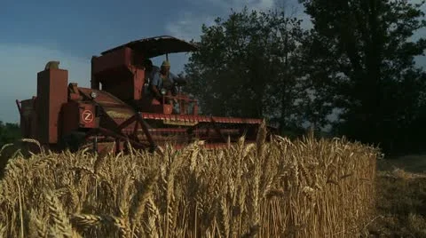 Harvest of wheat, grains 2 Stock Footage 22227357