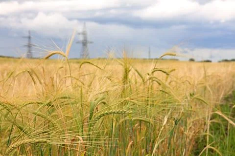 Harvest of wheat. 스톡 사진