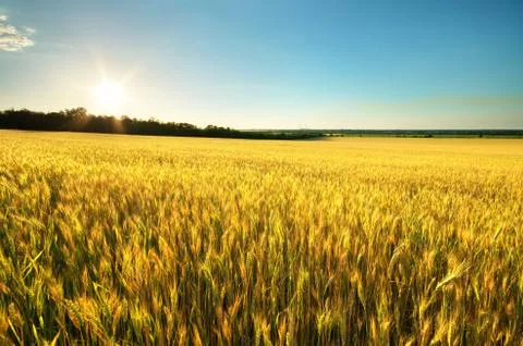 Harvest of wheat Stock Photos