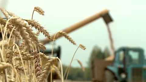 Harvest of wheat through the grain stems Video stock 80764901