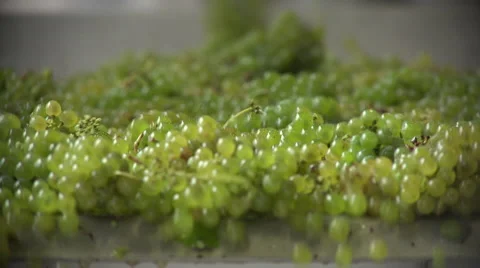 Harvest for white vine, Manual vibrating sorting table Stock Footage 54247635
