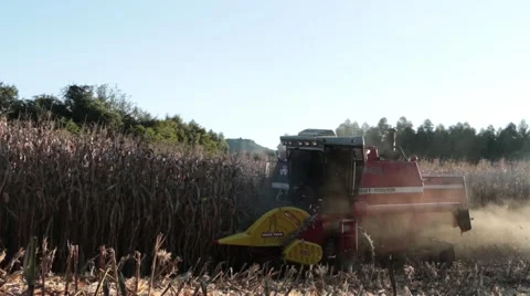 Harvest working in field of corn 스톡 동영상 51295163