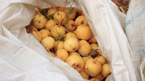 Harvest of yellow and red apples Stock Footage