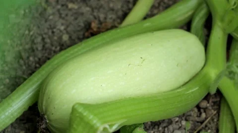 Harvest, zucchini Stock-Footage 53198485