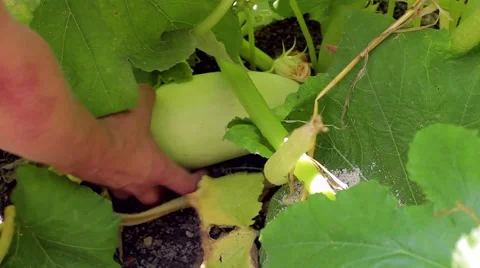 Harvest, zucchini Stock Footage 53198563