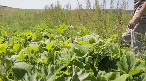 Harvest zucchini Stock Footage 58384084