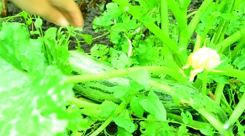 The harvest of zucchini. Stock Footage 66188266