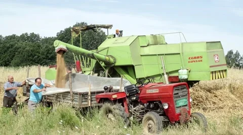 Harvest.Combine loading tractor trailer with grain of wheat. Stock Footage 40013022