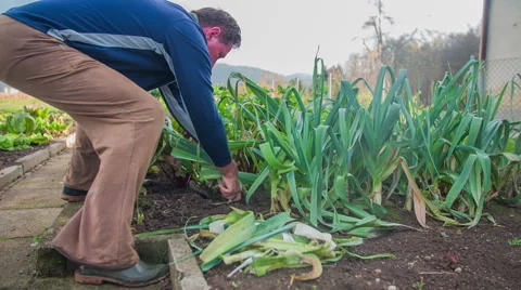 Harvested and quickly cleaned vegetables from the garden Stock Footage 44676630