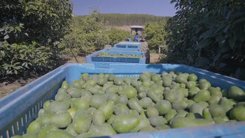 Harvested Avocados in Blue Crates Pulled by Tractor in Sunlit Orchard Video stock 336942003