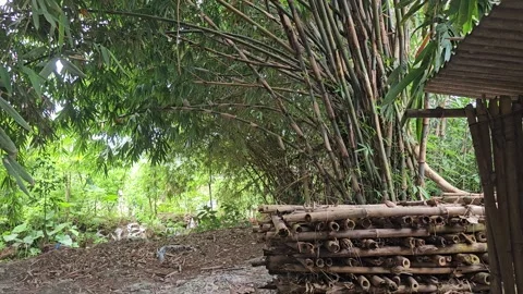 Harvested Bamboo Stack Beside Lush Green Bamboo Grove in Forest Vídeos de archivo 332480877