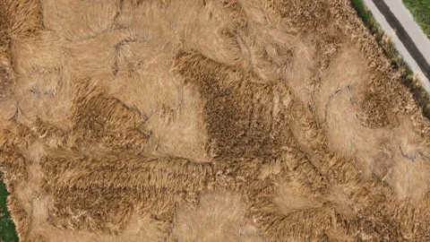 Harvested barley field with straw rows forming patterns across farmland in the Stock Footage 342292323