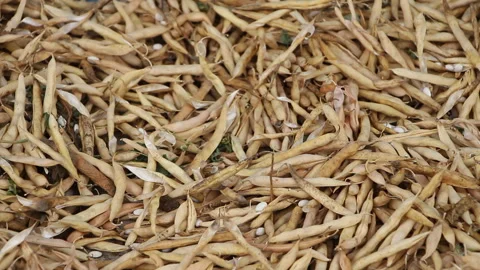 Harvested beans lie on the ground Stock Footage 265200103