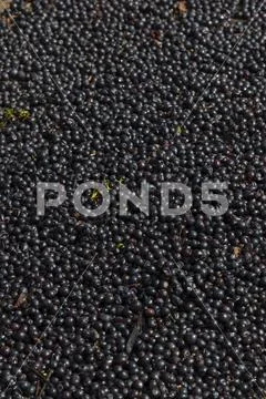 Harvested cabernet grapes,Gonzales, California, United States of America Stock Photos
