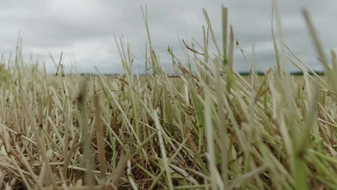 Harvested Cereal Field Under Dramatic Cloudy Sky Stock-Footage 334922449