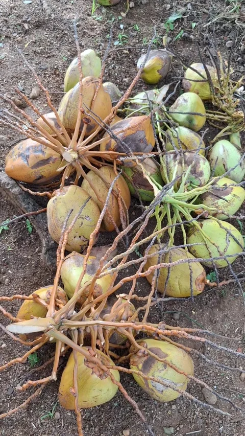 Harvested Coconuts Video stock 338396749