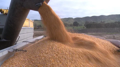 Harvested corn being loaded into a truck Stock Footage