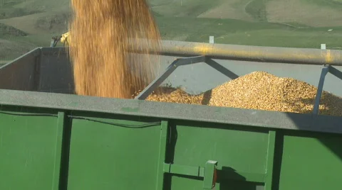 Harvested corn into bin viewed from cab Stock Footage