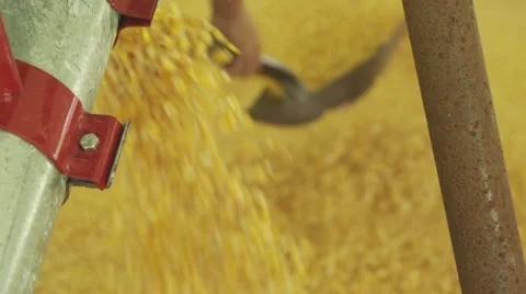 HARVESTED corn -Close up Stock Footage 56556165