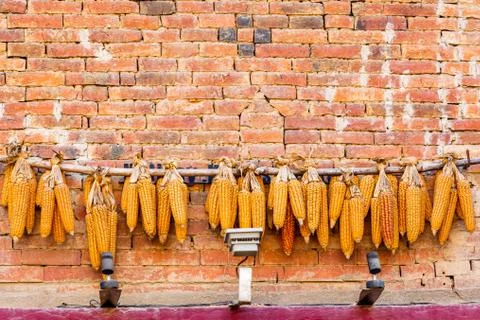 Harvested Corn Cobs,Maize Stock Photos