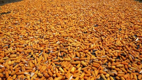 Harvested Corn drying Video stock 87606551