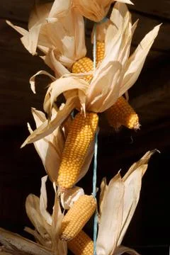 Harvested corn drying Stock Photos