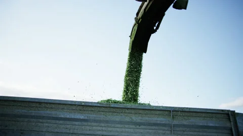 Harvested Corn Falling in Tractor Trailer on Field Stock Footage 157016334