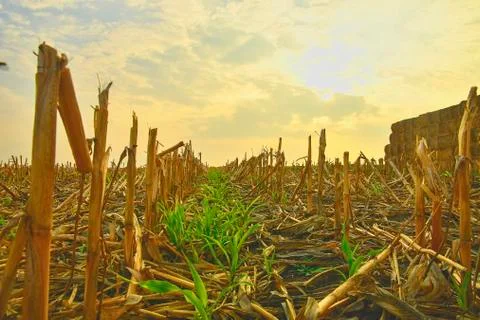 Harvested corn field and stack of straw bales on harvested field. Agricultural Fotos de archivo
