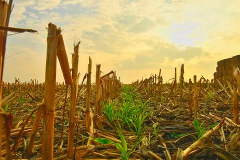 Harvested corn field and stack of straw bales on harvested field. Agricultural 스톡 사진