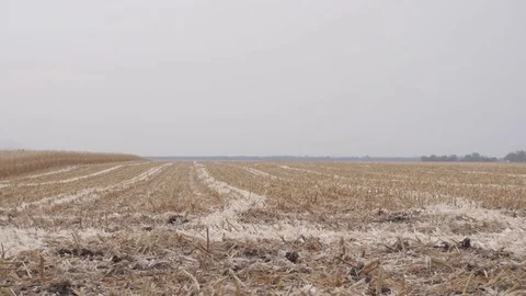 Harvested corn field Stock Footage 74305973