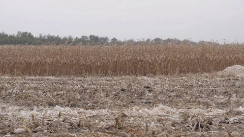 A harvested corn field Stock Footage 74306017