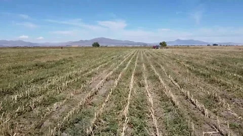 Harvested Corn FIelds 库存影片 282305035