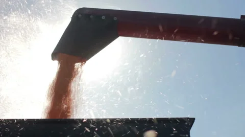 Harvested corn Stock Footage