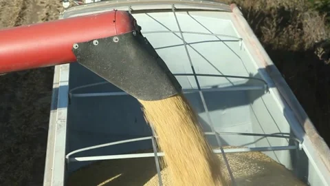 Harvested Corn Grains into Tractor Trailer at Field regenerative agriculture dry Stock Footage 336581268