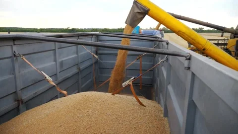Harvested Corn Grains into Tractor Trailer at Field regenerative agriculture dry 库存影片 336581282