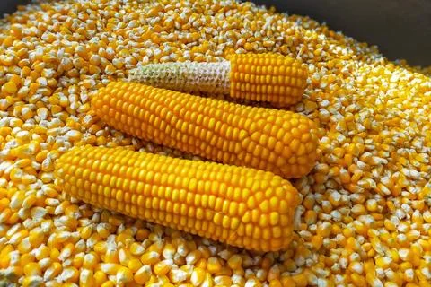 Harvested corn grown on its plot in natural conditions. Organically useful .. 스톡 사진